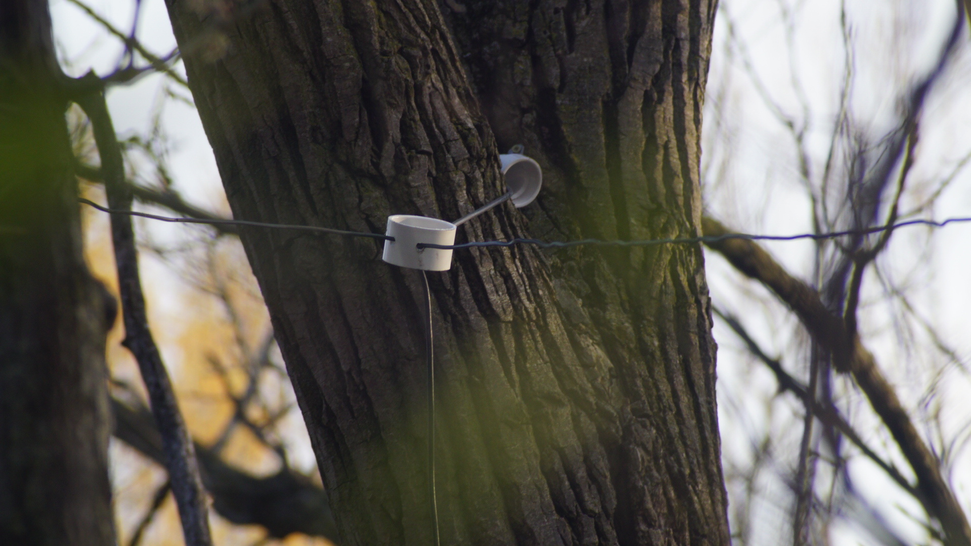 Line anchored to a tree